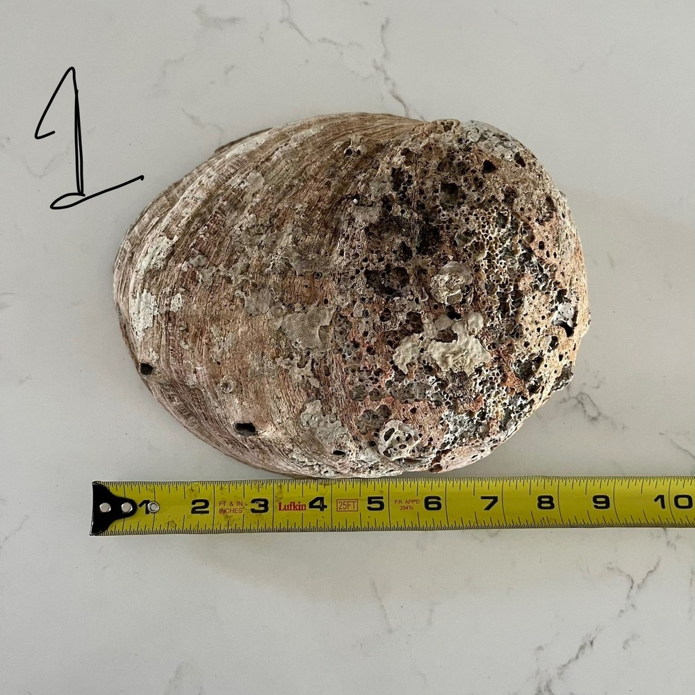 Natural Abalone Large Shell - Picture 9 of 16